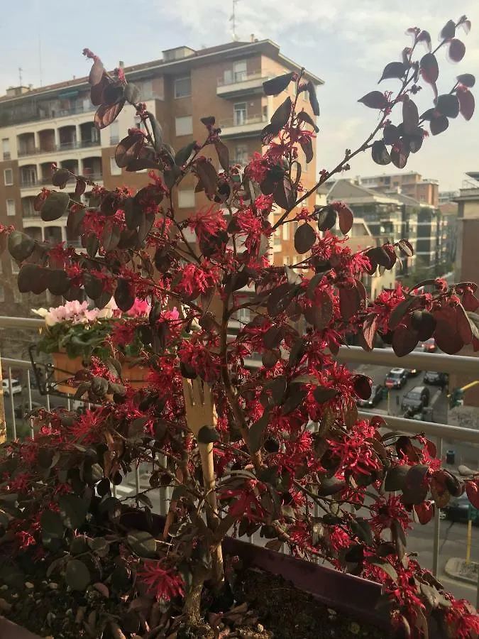 Zonatortona B&B Milan